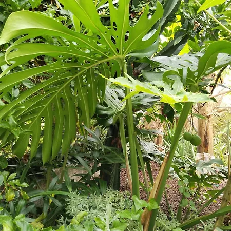 Apartmán Welcome Garachico (Tenerife)