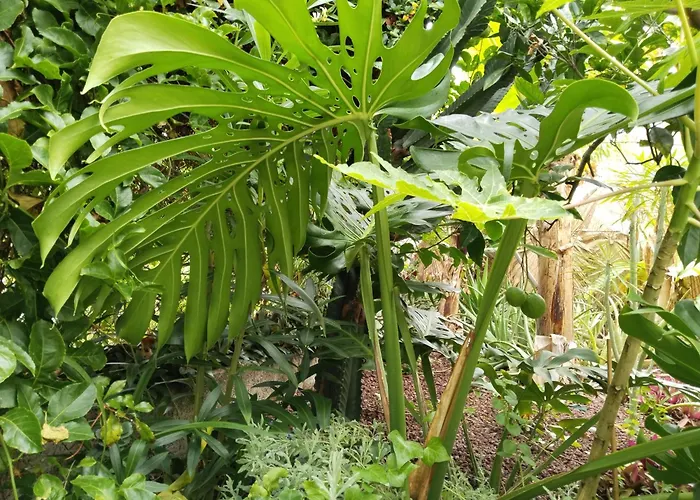 Apartment Welcome Garachico (Tenerife)